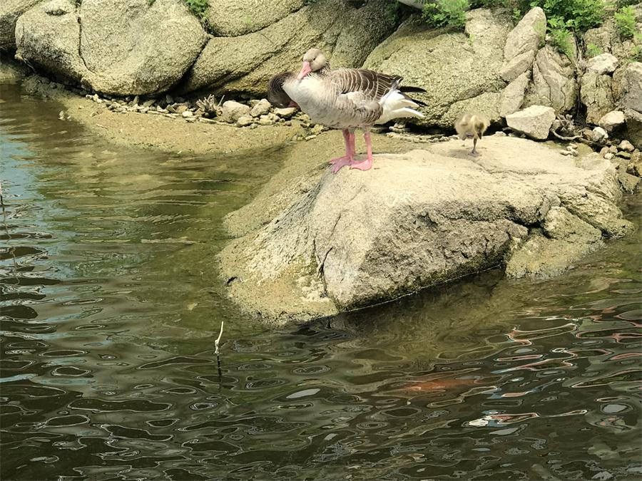 天鵝湖風(fēng)景區(qū)（泰山）速覽！(圖15)
