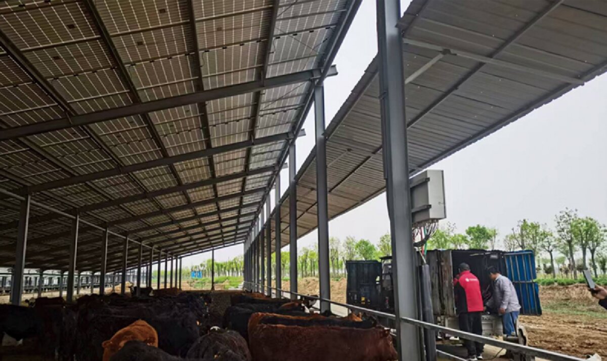 信橋鋼構(gòu)：打卡蒙陰農(nóng)業(yè)溫室大棚、青州黑牛養(yǎng)殖基地！(圖4)