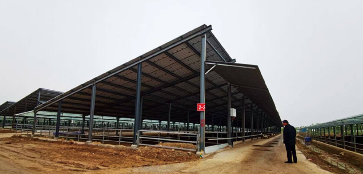 信橋鋼構(gòu)：打卡蒙陰農(nóng)業(yè)溫室大棚、青州黑牛養(yǎng)殖基地！(圖5)